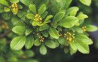 上海綠植租賃公司擁有完整的植物服務(wù)流程